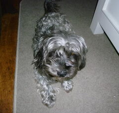 Foto 5 van de pups