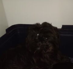 Foto 6 van de pups