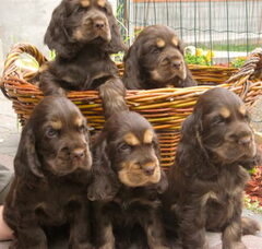 Foto 3 van de pups