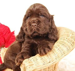 Foto 4 van de pups
