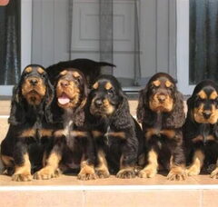 Foto 5 van de pups