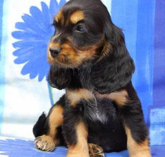 Foto 6 van de pups