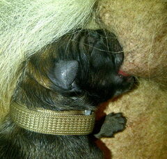 Foto 2 van de pups