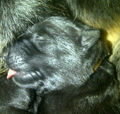 Foto 3 van de pups