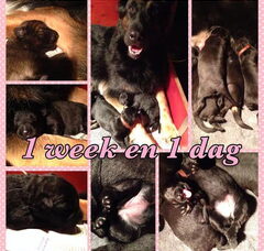 Foto 4 van de pups