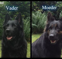 Foto 5 van de pups