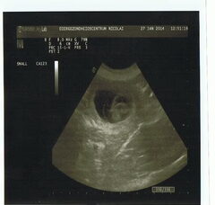Foto 5 van de pups