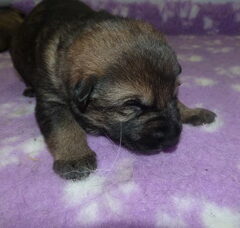 Foto 2 van de pups