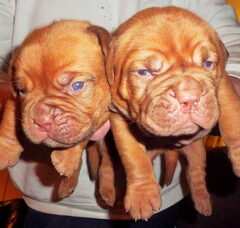 Foto 2 van de pups