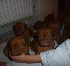 Foto 3 van de pups