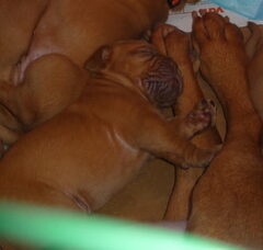 Foto 4 van de pups