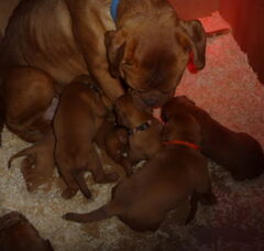 Foto 5 van de pups
