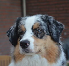 Foto 2 van de pups