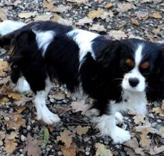 Foto 2 van de pups