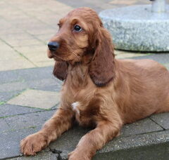 Foto 2 van de pups