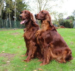 Foto 3 van de pups