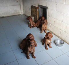 Foto 4 van de pups