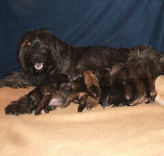 Foto 2 van de pups