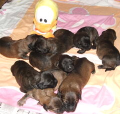 Foto 3 van de pups