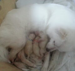 Foto 6 van de pups