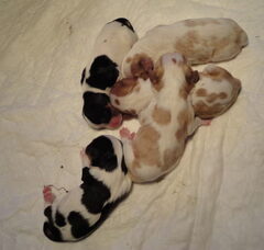 Foto 3 van de pups