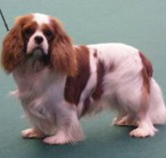 Foto 4 van de pups
