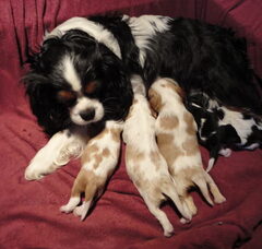 Foto 5 van de pups