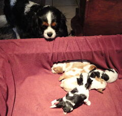 Foto 6 van de pups