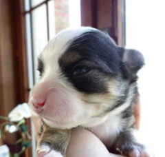 Foto 2 van de pups