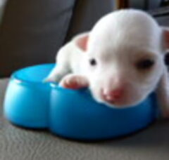 Foto 3 van de pups