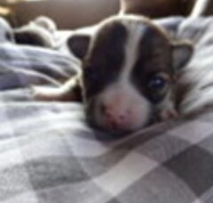 Foto 4 van de pups