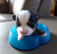 Foto 5 van de pups