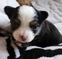 Foto 6 van de pups