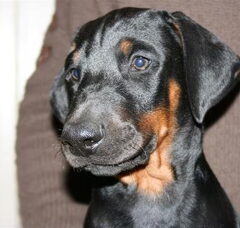 Foto 2 van de pups