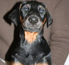 Foto 3 van de pups