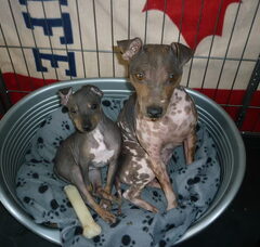 Foto 2 van de pups