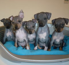 Foto 3 van de pups