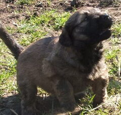 Foto 5 van de pups