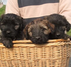 Foto 6 van de pups
