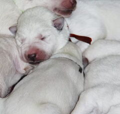 Foto 2 van de pups