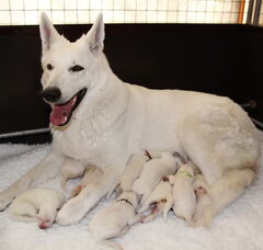 Foto 3 van de pups