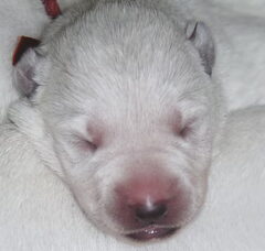 Foto 4 van de pups
