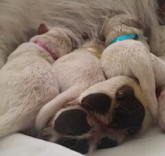Foto 5 van de pups
