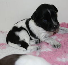 Foto 2 van de pups