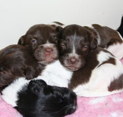 Foto 3 van de pups