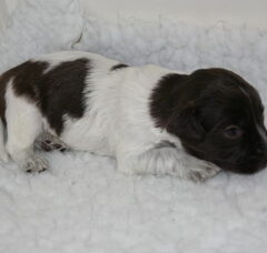 Foto 4 van de pups