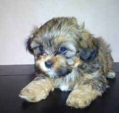Foto 2 van de pups