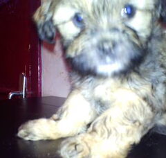 Foto 3 van de pups