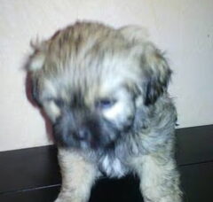 Foto 4 van de pups