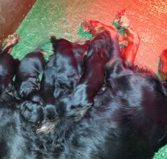 Foto 2 van de pups